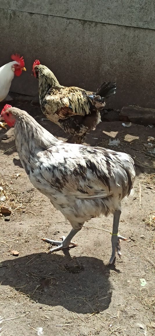 Koguty kogut młode australorp leghorn minorka miks kura