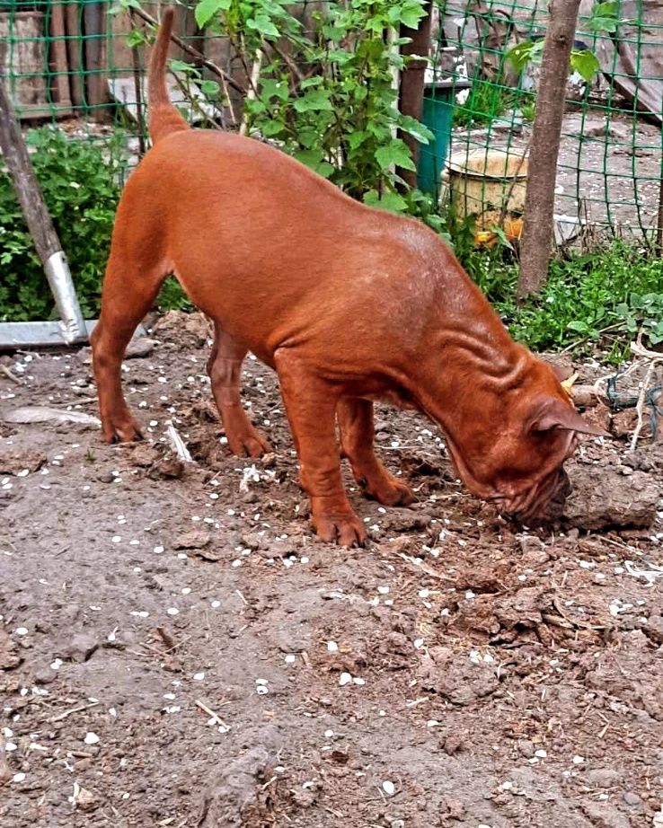 Червоний дракон - chungqing dog, китайський бульдог, чунцин