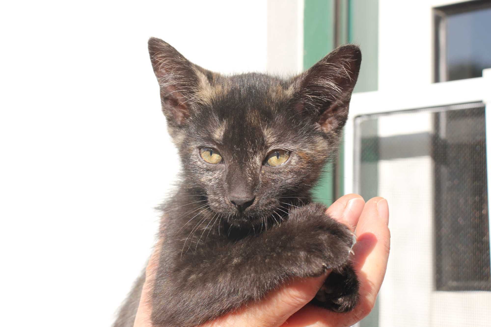 FÊMEA | Gatinha disponível para adoção muito responsável