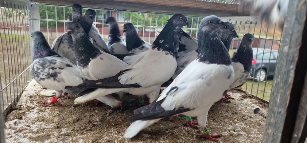 Budapeszty końcate gołębie budapeszt samiec samica