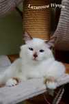 Europa ragdoll z Lazurowej Wyspy.