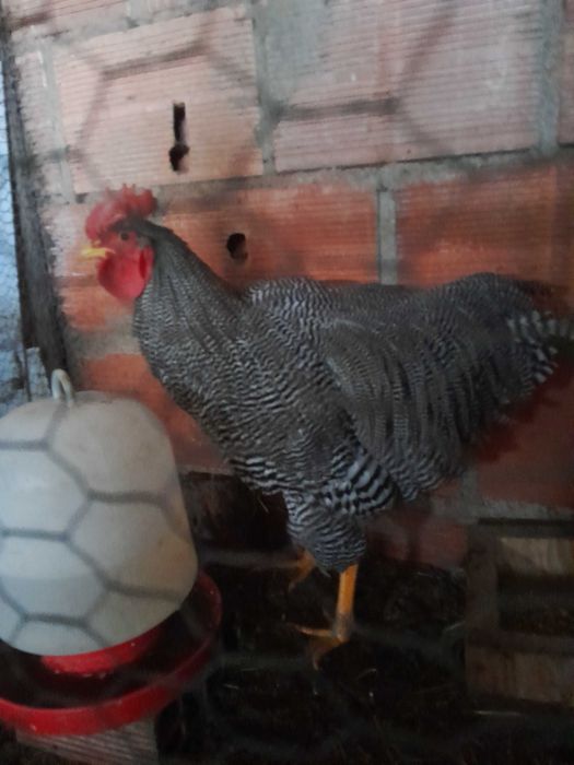 galos jersey gigante e plymouth