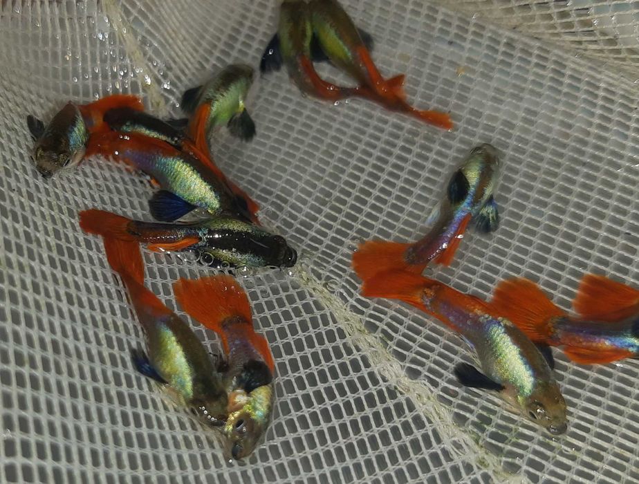 Gupik odmiana BLUE HEAD RED TAIL - Poecilia reticulata - dowóz