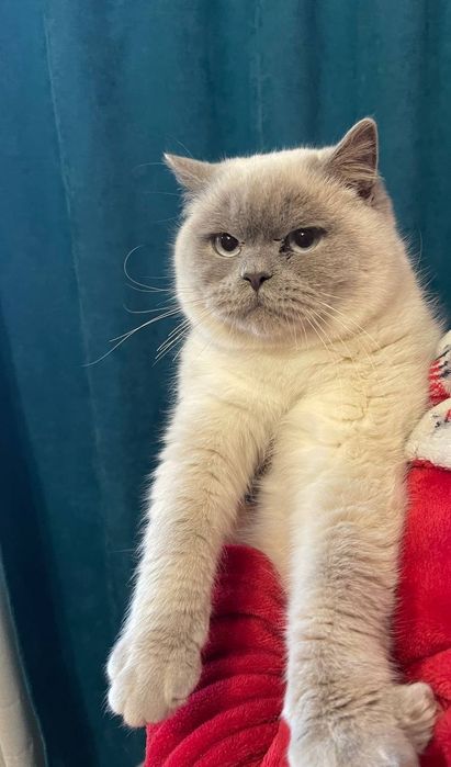 Шотландський котик в'язка