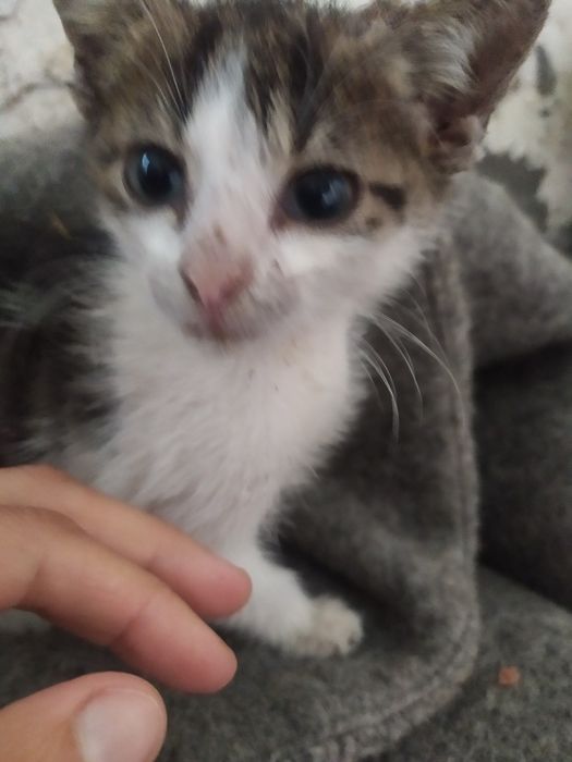 Oddam ostatniego kotka w dobre ręce