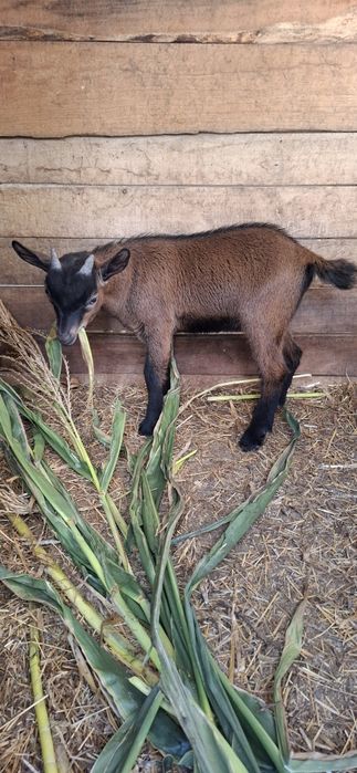 Vende se cabrito