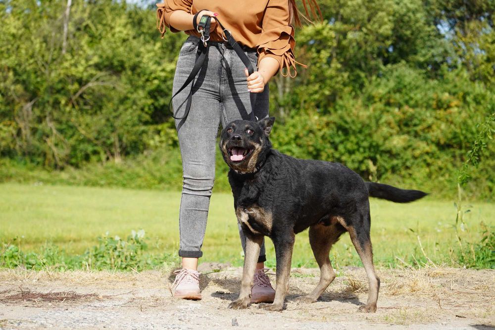 Ruben - przesympatyczny pies szuka domu