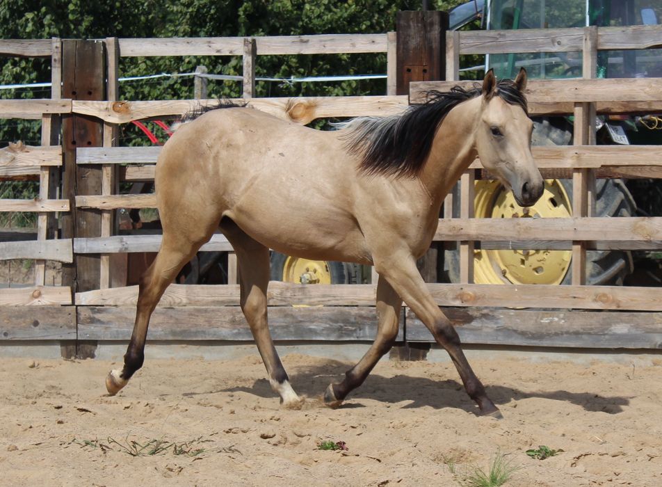 Izabelowaty/palomino ogier po Eternal Poco Blanco (AQH)