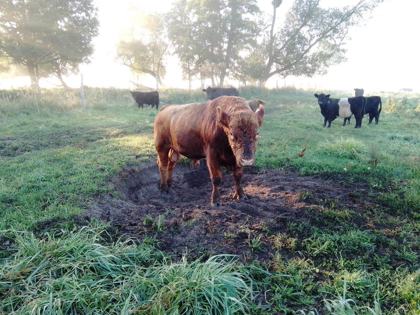 Buhaje Angus czarny i Aberdeen