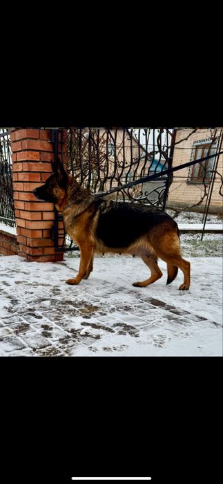 Продам цуценята німецької вівчарки