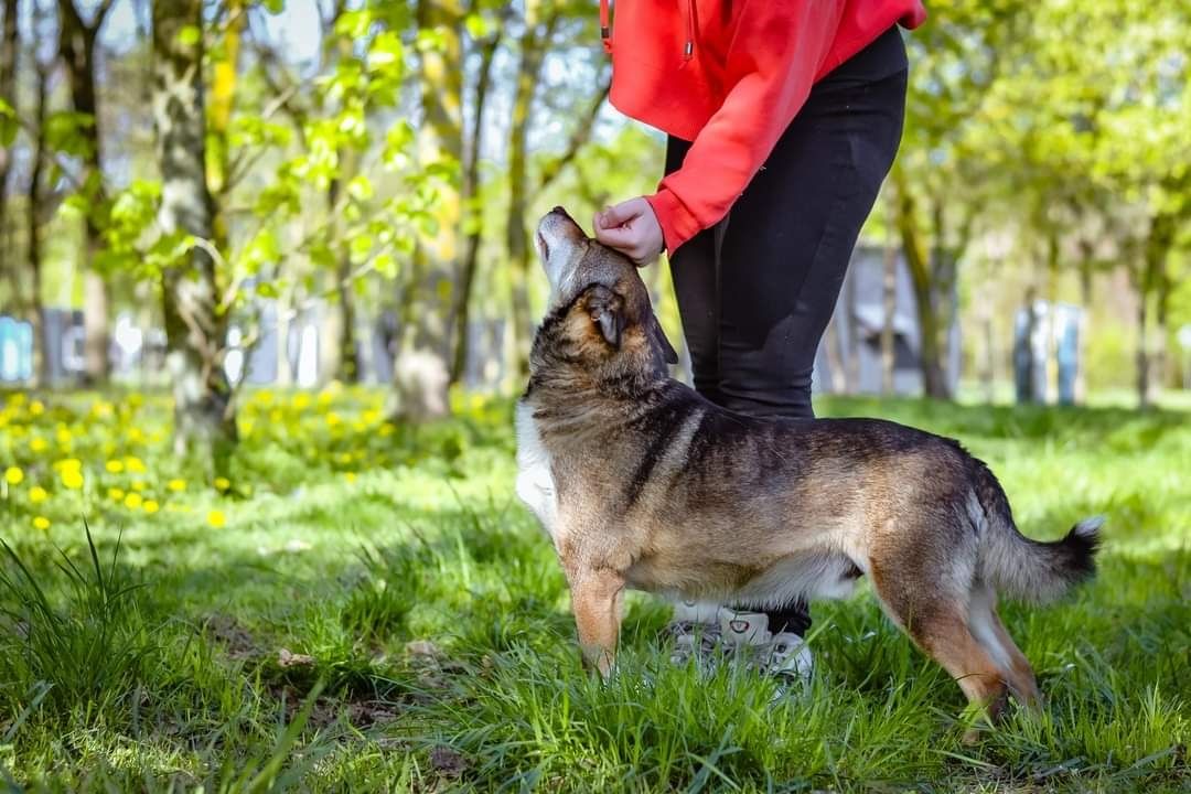 Pokochaj psiaka, który większość życia spędził w schronisku..