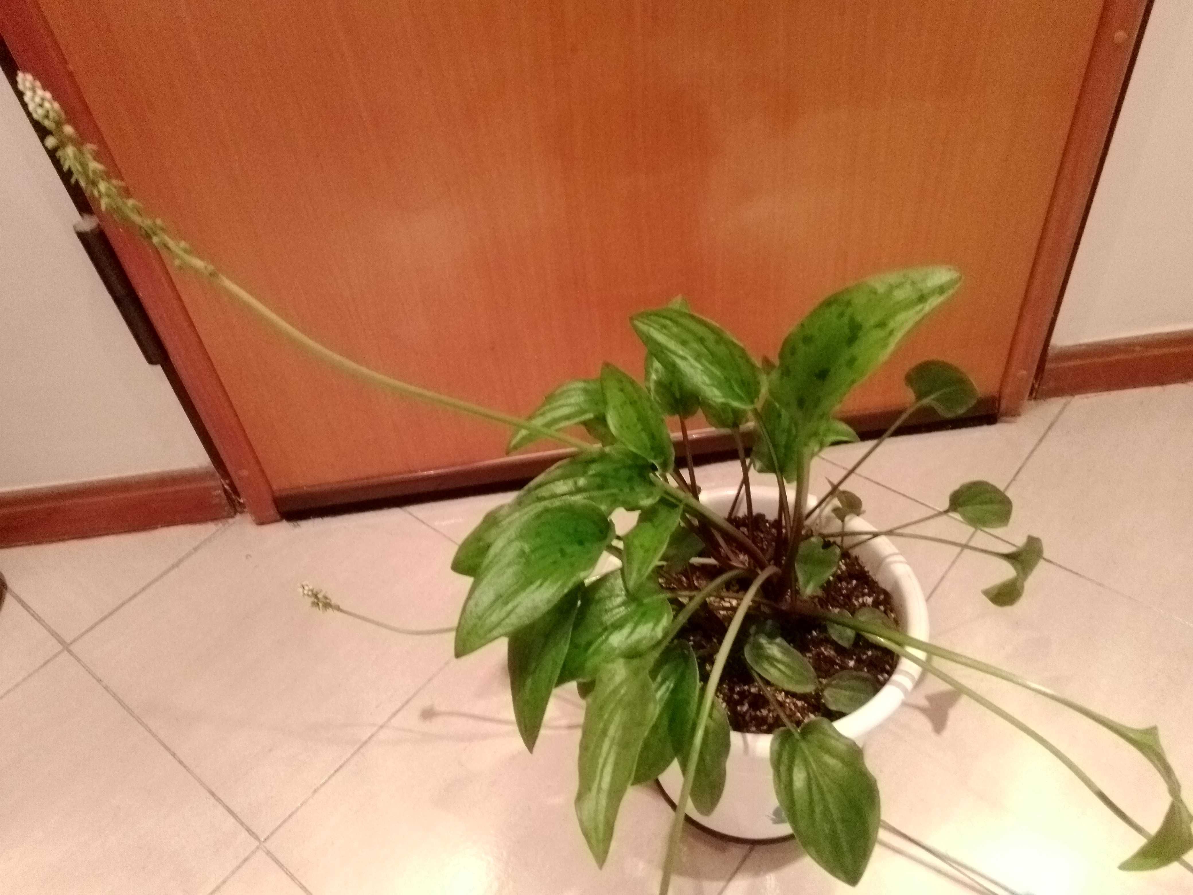 Promoção de plantas bonitas e verdinhas.