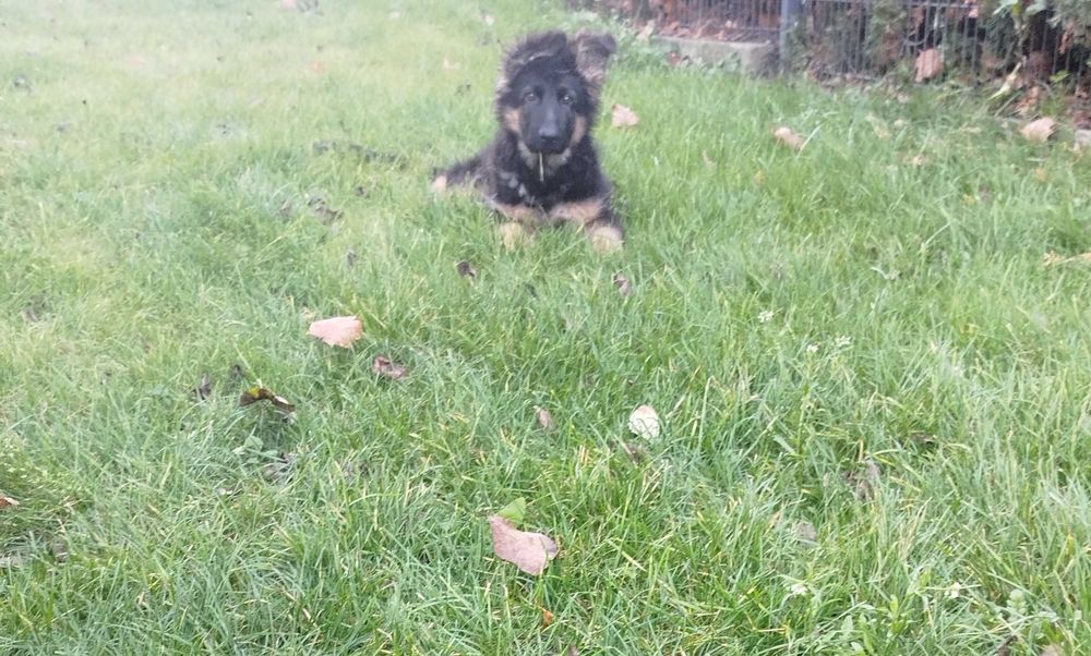 Owczarek niemiecki długowłosy