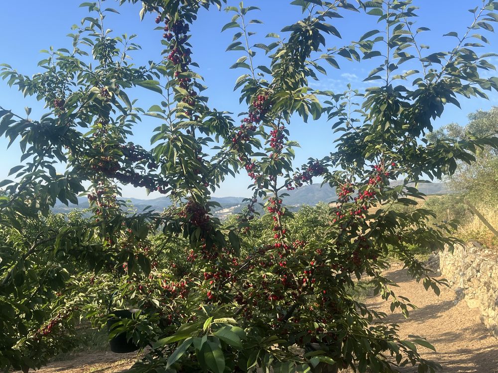 Cereja se resende