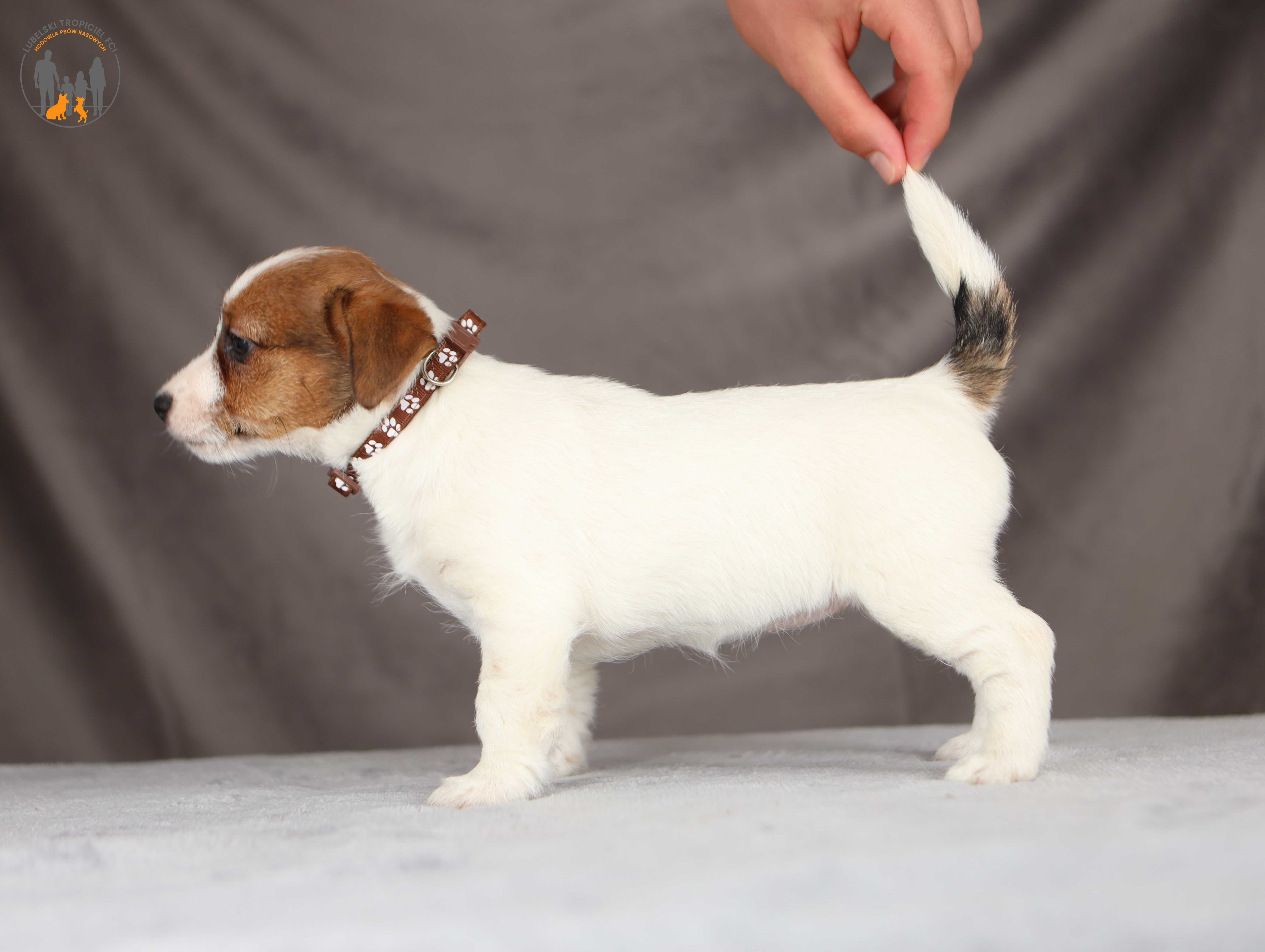 Jack Russell Terrier ZKwP FCI po Ch.Pl