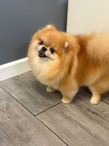 Sprzedam śliczna dziewczynkę ZKwP FCI