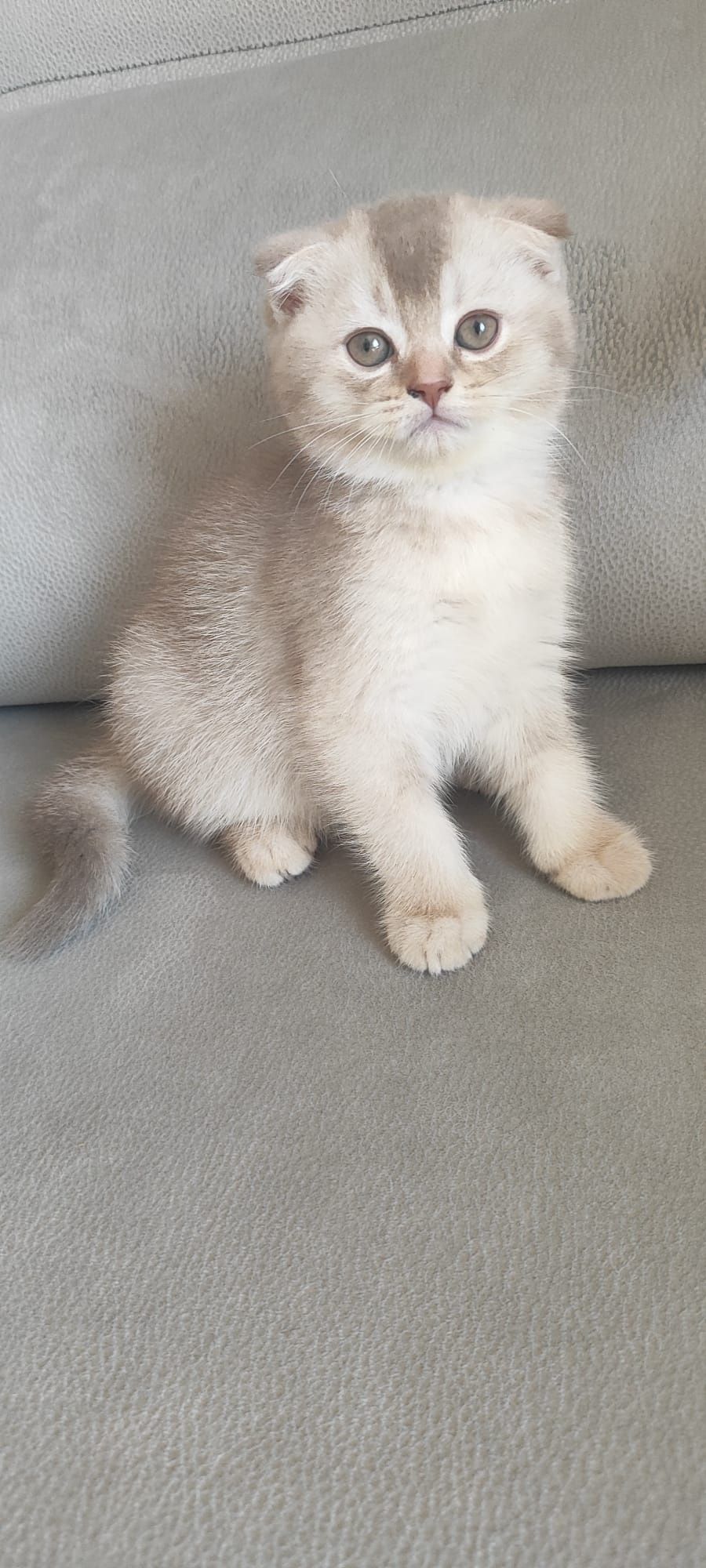 Gatinho scottish fold