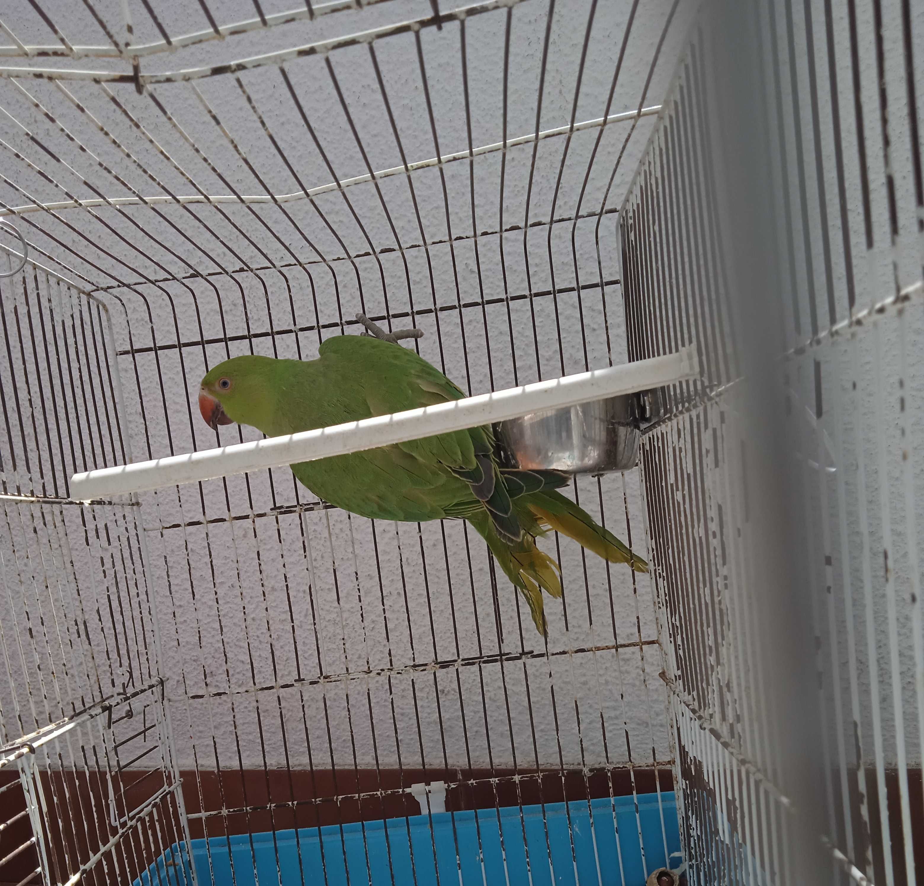 Vendo Ring neck jovem