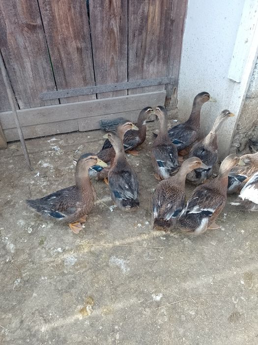 Kaczory i kaczki piżmowe, biegus indyjski,staropolskie