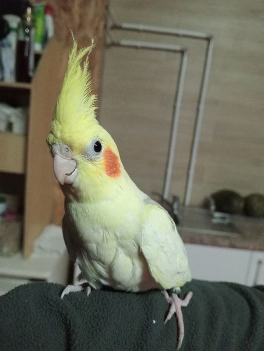 Caturras domesticadas