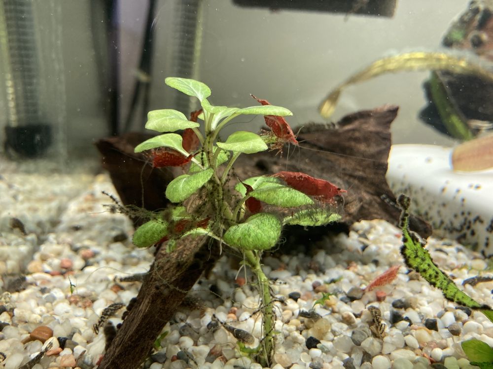 Krewetki Red Cherry