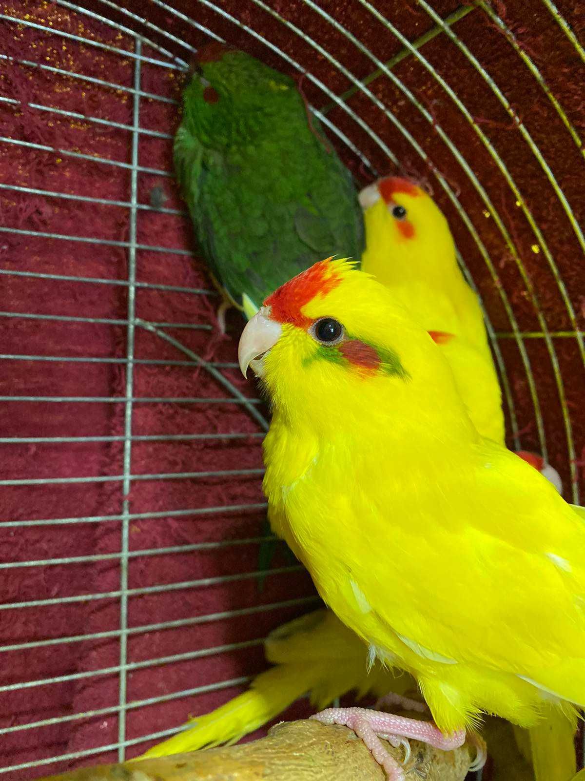 Папуга какарік, жовтий какарик та зелений окрас. Продаж по Україні