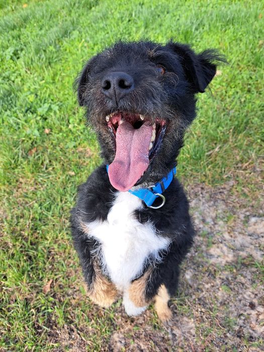 Mix niemiecki terier myśliwski do adopcji