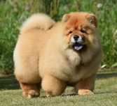 CHOW CHOW piękna dziewczynka