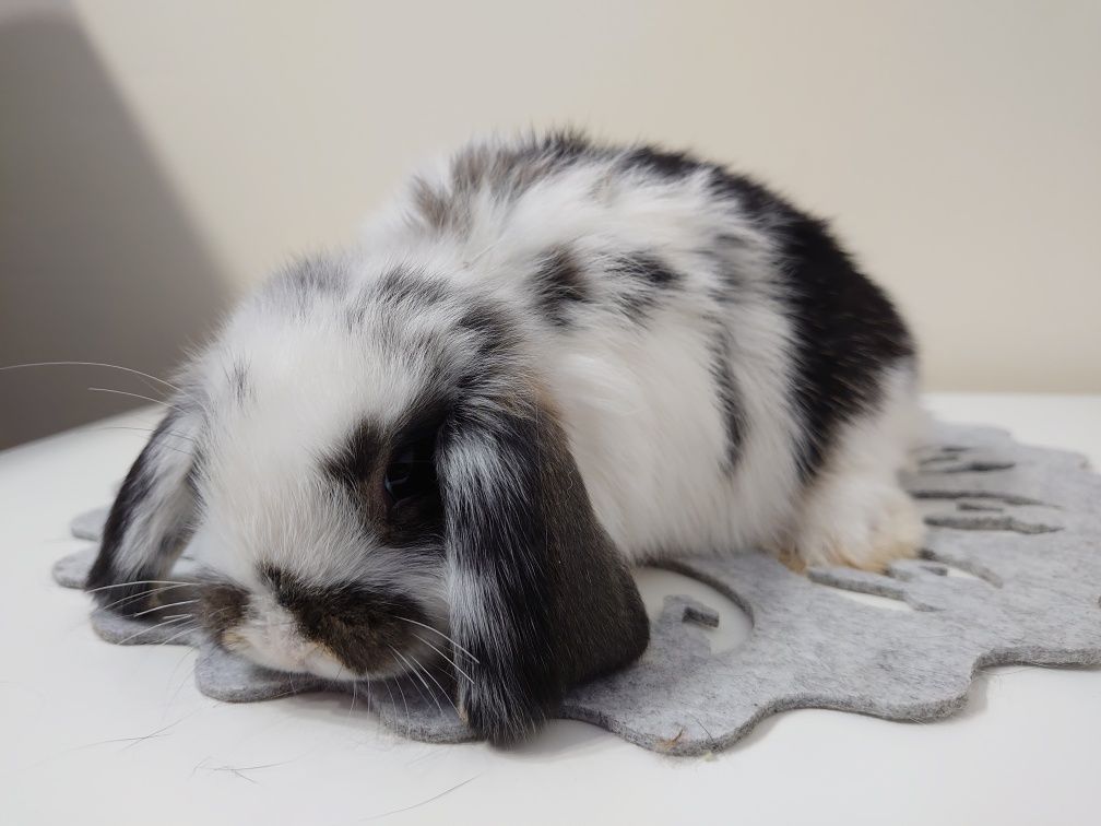 Króliki Mini -Lop