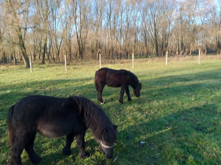 Sprzedam 2 klaczki  kucyka