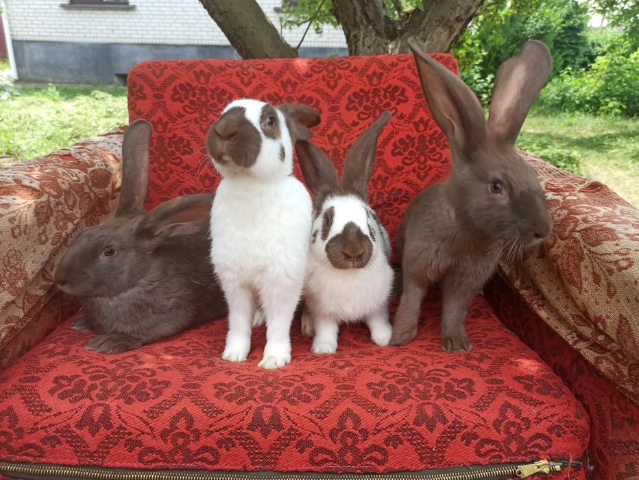 Кролі кролики,німецький строкатий велетень (строкач)