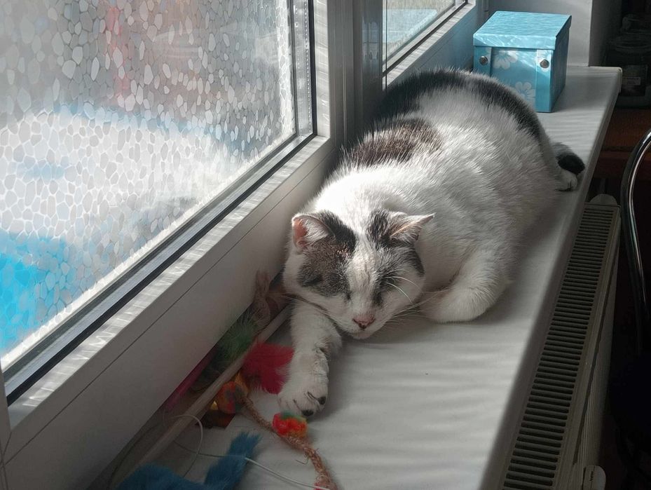 Biały bury kot kocur kocurek