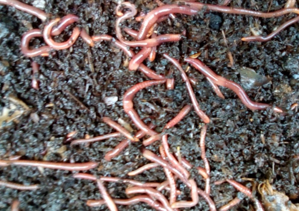 Minhocas Californianas para compostagem, pesca, alimentação de animais
