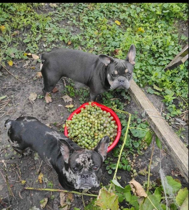 Віддам в відповідальні руки дівчат французького бульдога