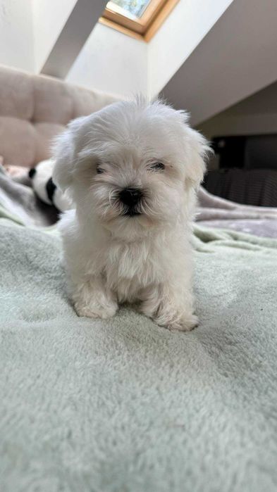 Mini Piesek Maltańczyk z Rodowodem 2kg