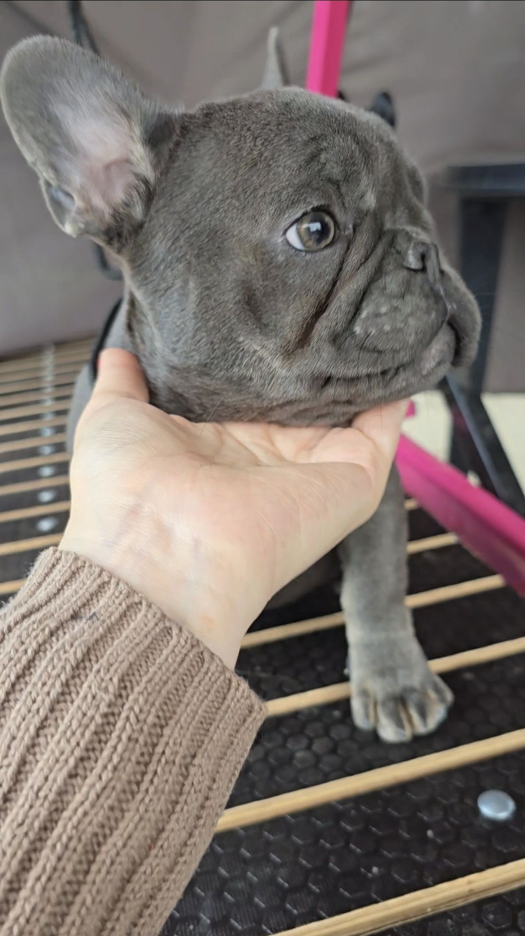 Buldog francuski dziewczynka