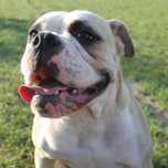 buldog kontynentalny