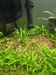 Sagittaria Subulata