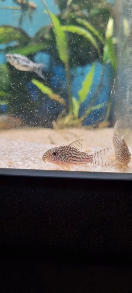 Kirysek sterby/ sterbai/corydoras sterbai