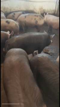 Свині живий вес 150+кг