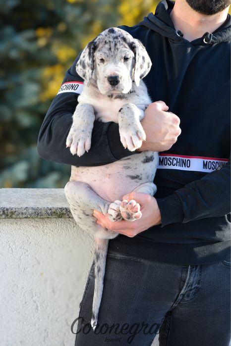 Piękna suczka merle dog niemiecki ZKwP/FCI z wyjątkowego skojarzenia!