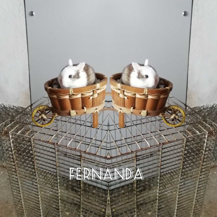 Coelhinhos Anões