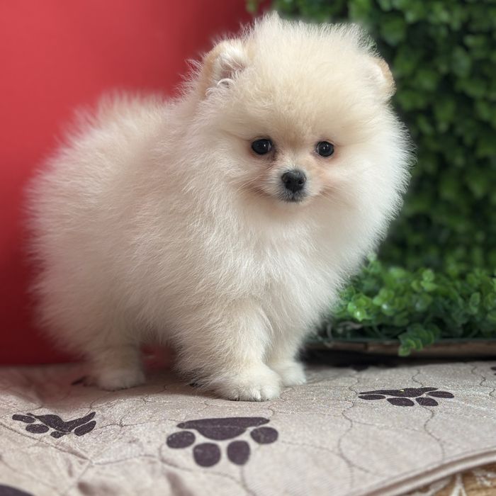 шикарний хлопчик шоу класу.