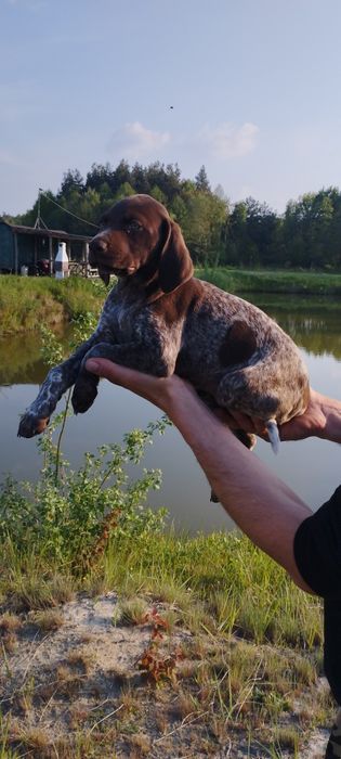 Wyżeł Niemiecki Krótkowłosy