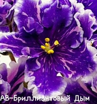 Фіалки сортові-дітки,листочки та дорослі фіалки