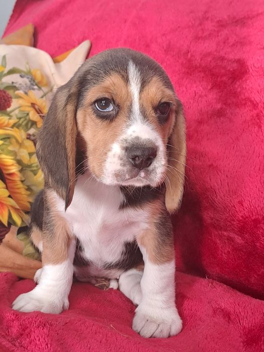 Beagle śliczny piesek.