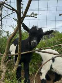 Cabras anãs bebés