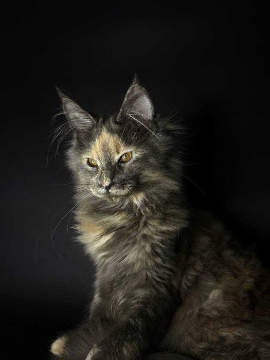 Кішечка мейн-кун зі всіма документами WCF та щепленнями Доставка