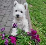 West white highland terrier piesek samiec