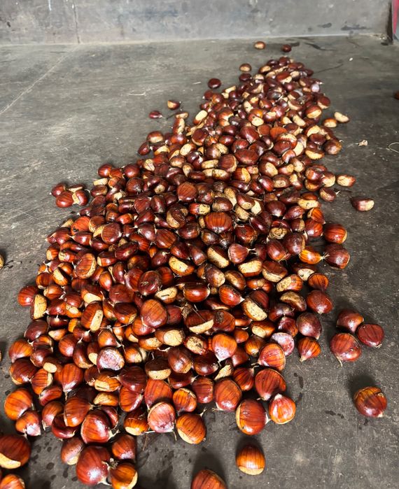 Castanhas da casta